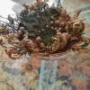 1765549842b Rose de Jéricho